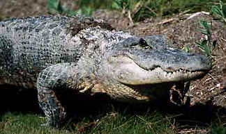 alligator