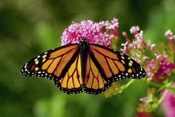 monarch.jpg