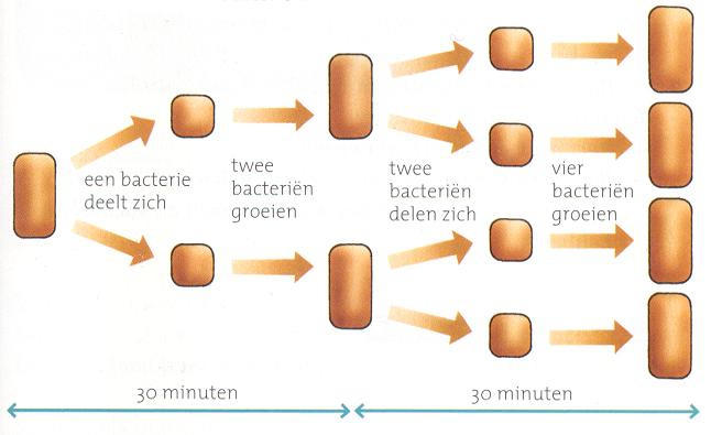 http://www.biologiesite.nl/ordening1a_bestanden/ordtek10.jpg