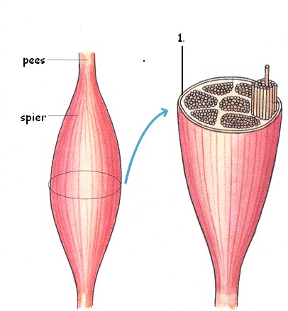 skelet