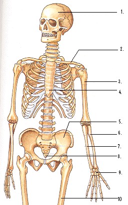 skelet