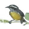 Het suikerdiefje is een klein Zuid-Amerikaans vogeltje dat nectar uit bloemen haalt, door een gaatje in de kroonbladeren te maken.