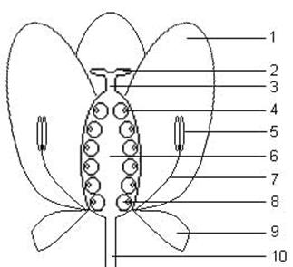 schematische bloem